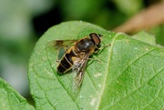 12th Sep 2019 - HOVER-FLY -THREE - UNKNOWN SPECIES. 