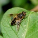 HOVER-FLY -THREE - UNKNOWN SPECIES.  by markp