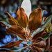 Majestic Magnolia by kvphoto