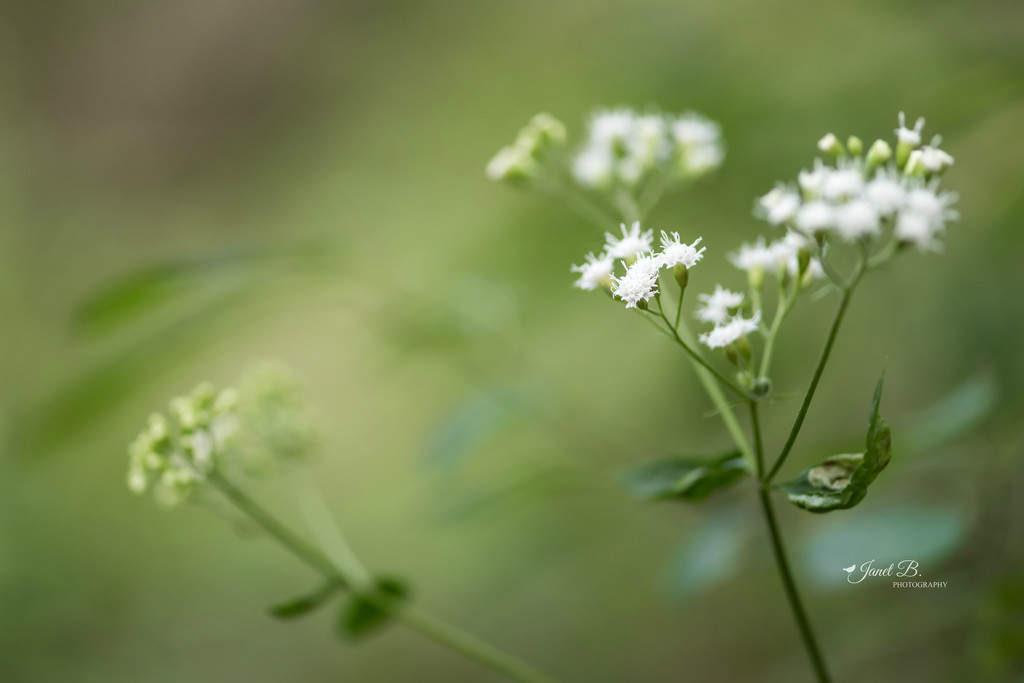 Snakeroot by janetb