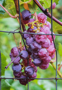 11th Sep 2019 - grapes