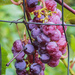 grapes by aecasey