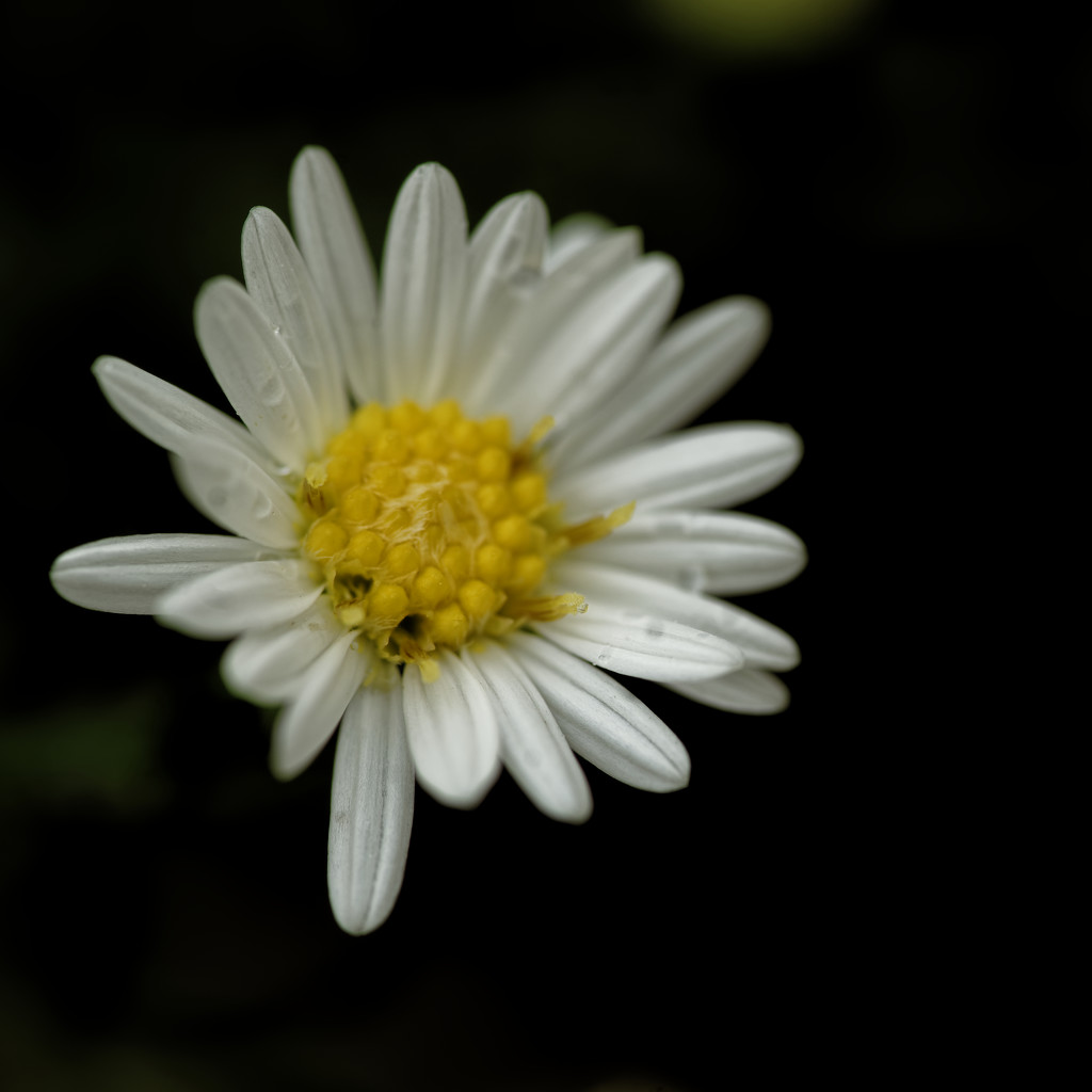 small daisy by rminer