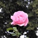 Rose by oldjosh