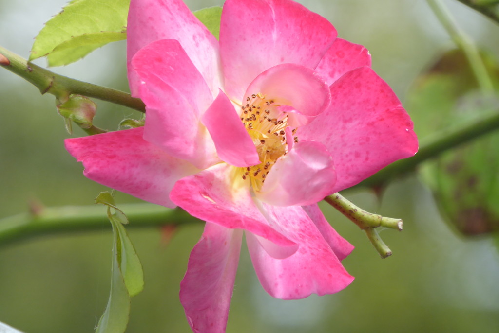 A climbing rose bloom by speedwell