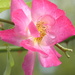 A climbing rose bloom by speedwell