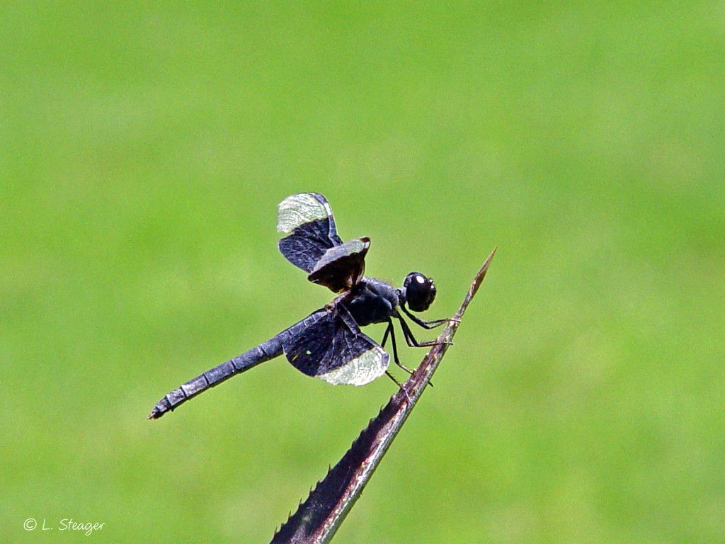 Dragonfly by larrysphotos