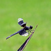 Dragonfly by larrysphotos