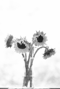 11th Sep 2019 - B & W Flowers and Vase
