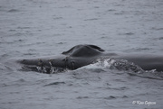 11th Sep 2019 - Humpback Whale