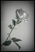 5th Sep 2019 - White Rose