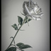 White Rose by lstasel