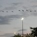 Flock of Geese Flying by sfeldphotos