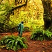 Hoh Rainforest by susanharvey