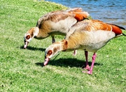 13th Sep 2019 - Egyptian Geese being greedy
