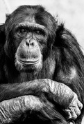 13th Sep 2019 - Chimpanzee