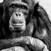 Chimpanzee by yorkshirekiwi