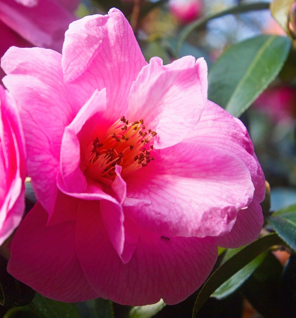 Springing into pink by kiwinanna