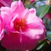 Springing into pink by kiwinanna