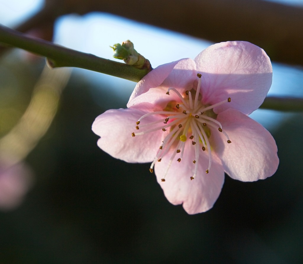 Pink blossom by kiwinanna
