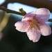 Pink blossom by kiwinanna
