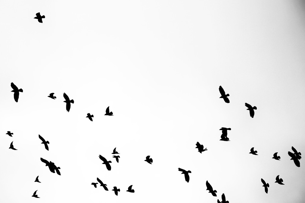 The Birds by jamibann