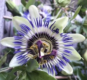 7th Sep 2019 - Passion flower....