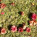camellias by kali66