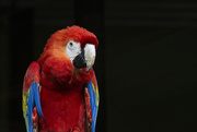13th Sep 2019 - Scarlet Macaw