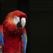 Scarlet Macaw by nickspicsnz