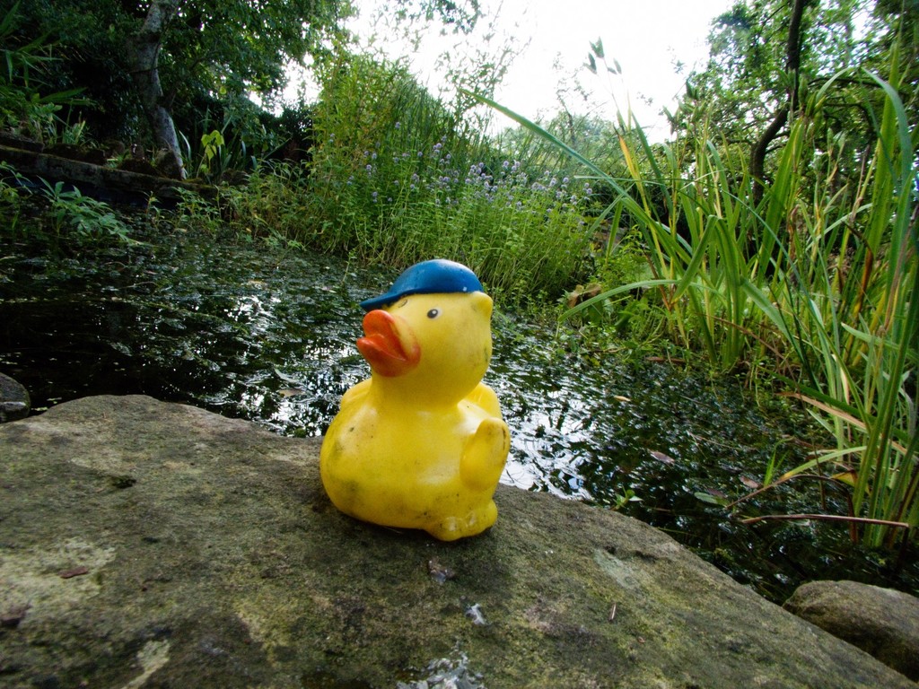 Duck out of water by allsop