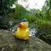 Duck out of water by allsop