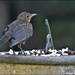 RK2_5680  One of our young blackbirds by rosiekind