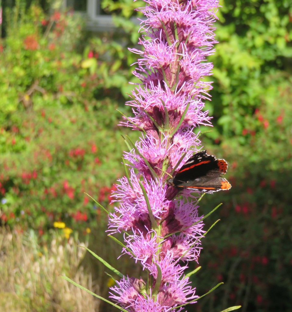 Liatris & the Butterfly by countrylassie