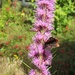 Liatris & the Butterfly by countrylassie