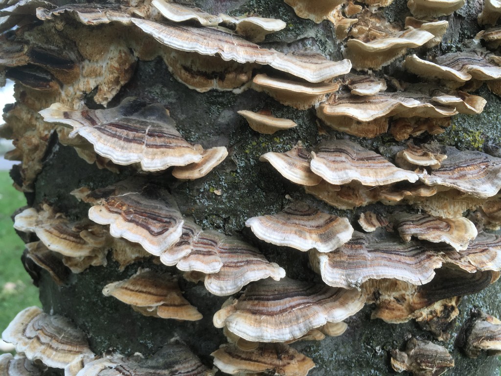 Tree fungus  by hannahbeth