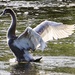 Teenage Swan.... by carole_sandford