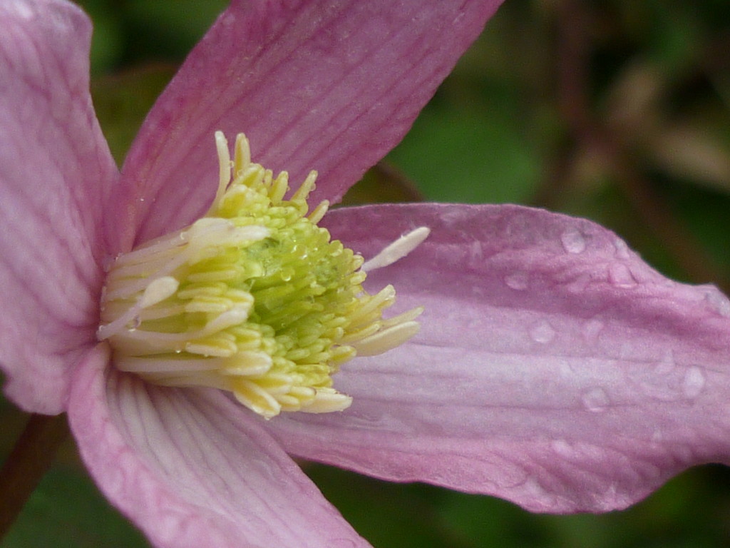 Clematis in September? by countrylassie