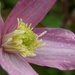 Clematis in September? by countrylassie
