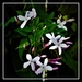 Sweet Jasmine Flowers ~     by happysnaps