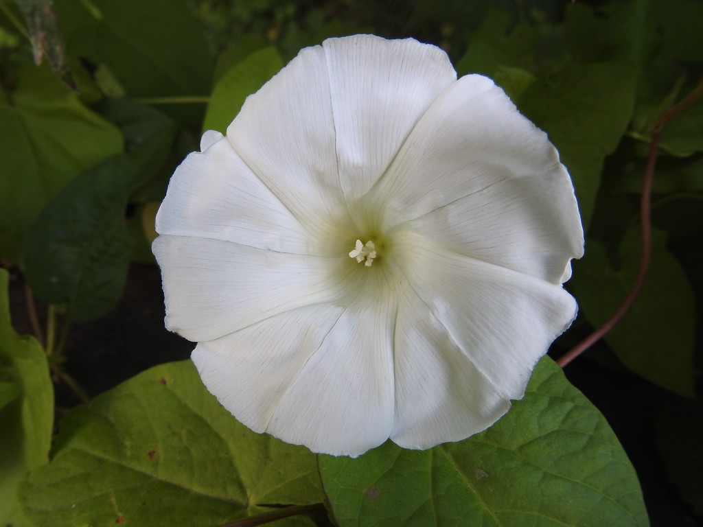 Large Bindweed by oldjosh