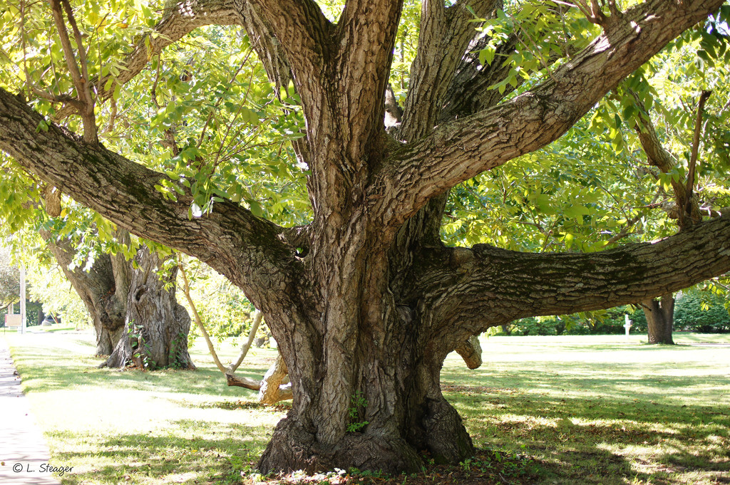 Old Black Walnut tree by larrysphotos