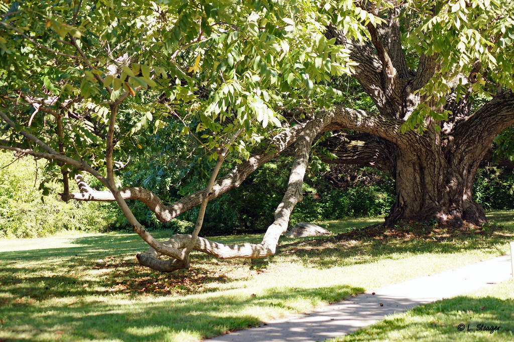 Black Walnut tree by larrysphotos
