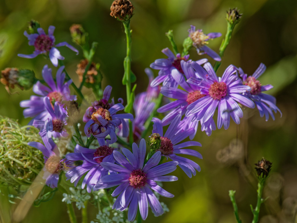 Silky Asters by rminer