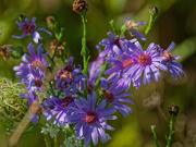 13th Sep 2019 - Silky Asters