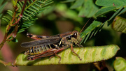 13th Sep 2019 - grasshopper on partridge pea