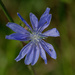 chicory  by rminer