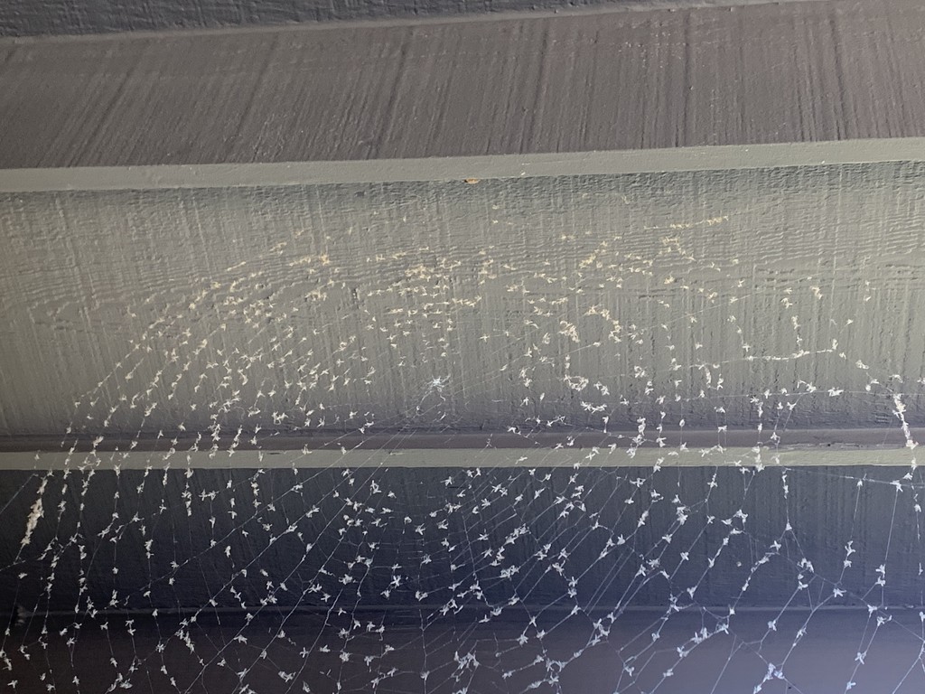 Spiderweb on my porch..  by kdrinkie
