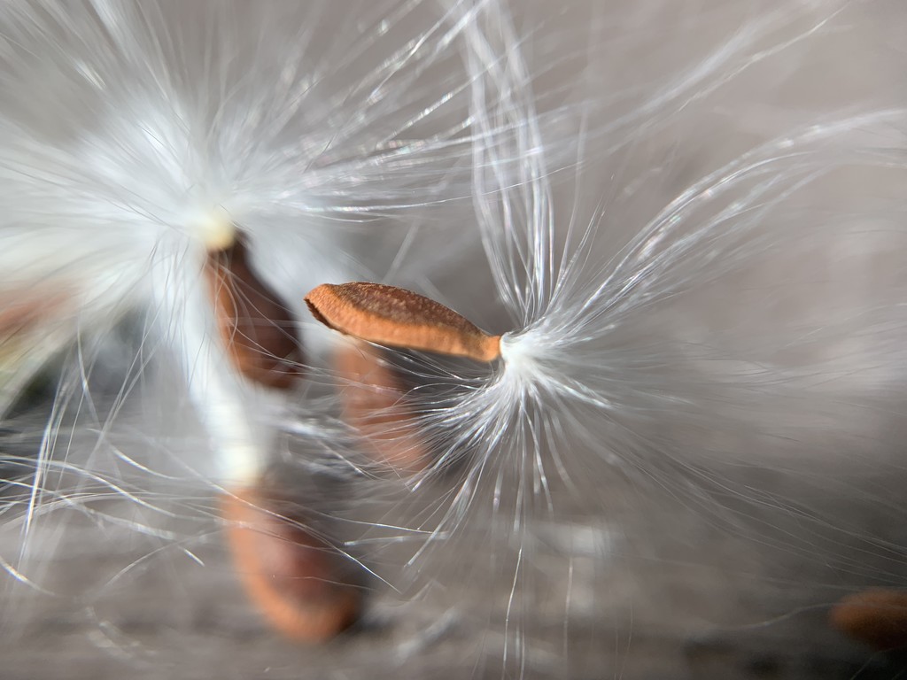 Butterfly weed seeds by kdrinkie