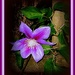 A Single Purple Clematis Flower by vernabeth